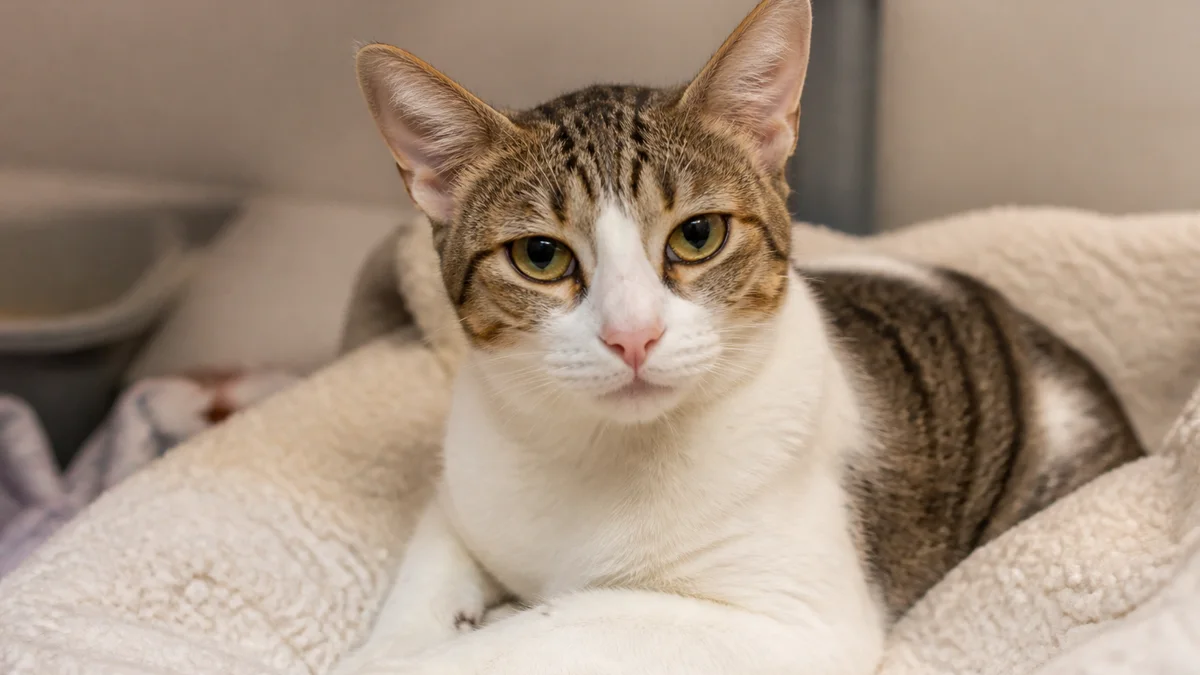 Philippine native shorthair cat (Puspin) resting indoors